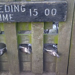 Sewerby Zoo Penguin feeding!