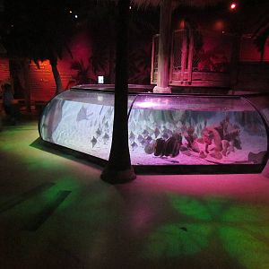 Tropical Bay of Rays