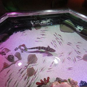 Tropical Bay of Rays