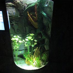 Temple of the Seahorse