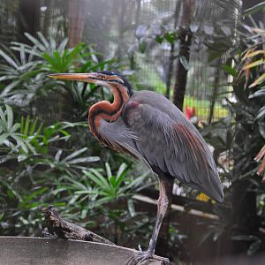 Purple heron/ Ardea purpurea manilensis