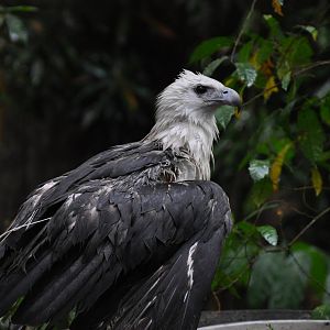 White-bellied sea eagle/ Haliaeetus leucogaster