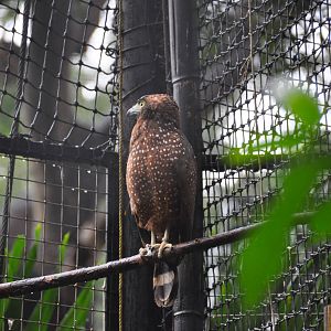 Crested serpent eagle/ Spilornis cheela holospilus