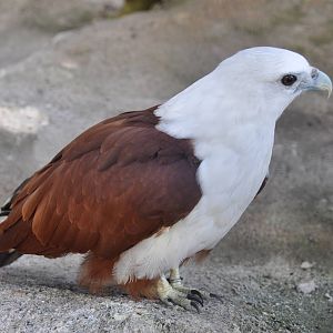 Brahminy kite/ Haliastur indus intermedius
