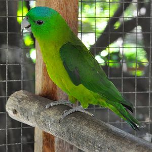 Salomonsen`s racquet-tail parrot/ Prioniturus discurus whiteheadi