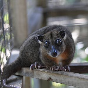 Sulawesi dwarf cuscus / Strigocuscus celebensis