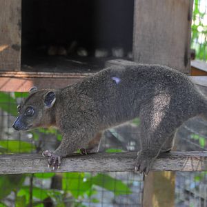 Sulawesi dwarf cuscus / Strigocuscus celebensis