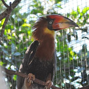 Rufous hornbill/ Buceros hydrocorax semigaleatus