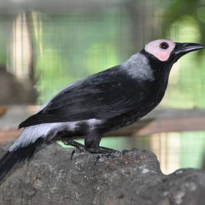 Coleto/ Sarcops calvus melanonotus