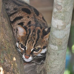 Philippine leopard cat/ Prionailurus bengalensis rabori