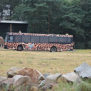 African peddock with bus and giraffes