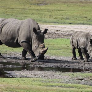 southern white rhino with young
