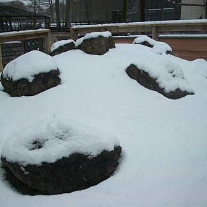Sewerby Zoo, Cavy Country 18th January 2013