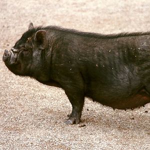 Vietnamese Pot-bellied Pig 20th April 1996