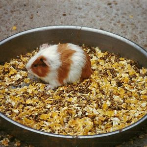 Guinea Pig 20th April 1996