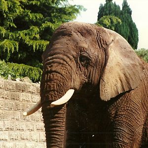 Flossie 8th June 1996