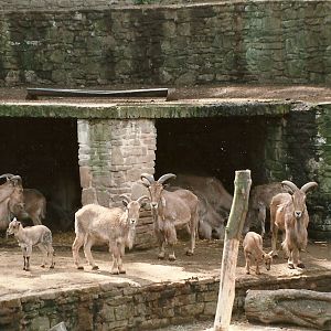 Barbary Sheep 8th June 1996