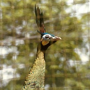 Javan Green Peafowl 8th June 1996