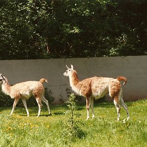 Guanacos 8th June 1996