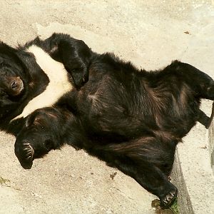 Himalayan Black Bear 8th June 1996