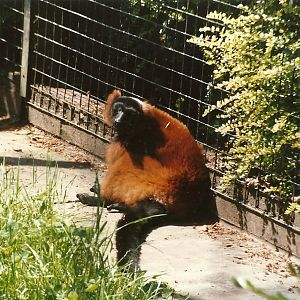 Red Ruffed Lemur 8th June 1996