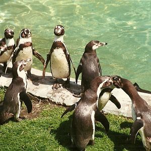 Penguins 8th June 1996