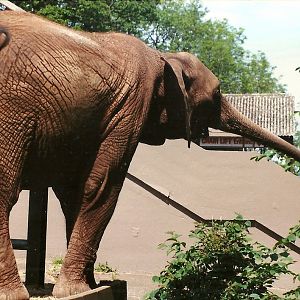 Kasama 8th June 1996