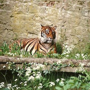 Tiger 8th June 1996