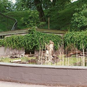 Where the Red River Hog rooted 8th June 1996