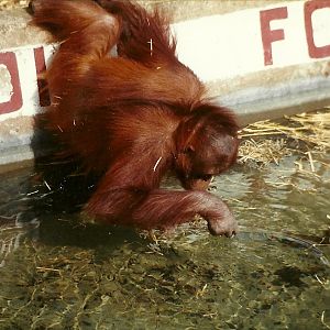 Orang-utan 8th June 1996