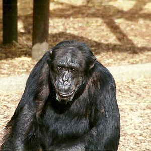Chimpanzee 8th June 1996