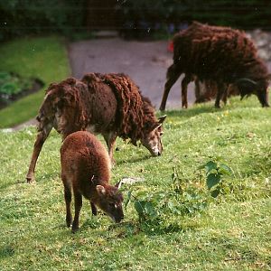Soay Sheep 8th June 1996