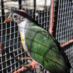 Yellow-breasted fruit dove/ Ptilinopus occipitalis occipitalis