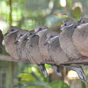 Thick-billed pigeon/ Phapitreron leucotis brevirostris