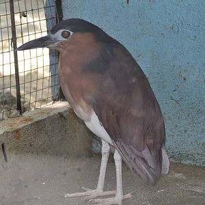 Rufous night heron/ Nycticorax caledonicus major