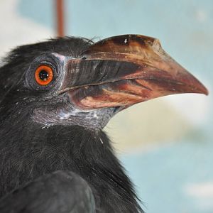 Tarictic hornbill/ Penelopides panini samarensis