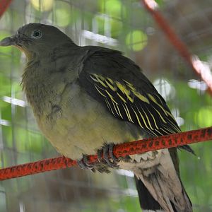 Thick-billed pigeon/ Treron pompadora canescens