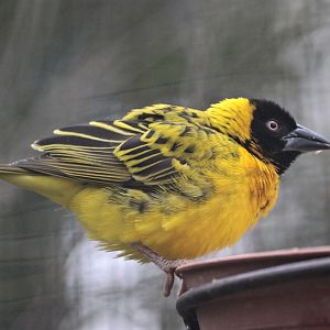 Village Weaver (Ploceus cucullatus paroptus/Ploceus cucullatus nigriceps) m