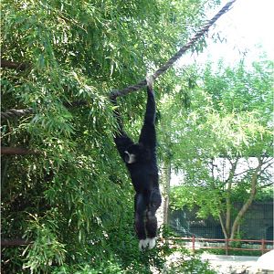 White-Handed Gibbon at Zoo da Maia, 27/04/08