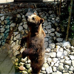 European Brown Bear at Zoo da Maia, 27/04/08
