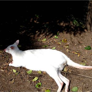 Albino Bennet's Wallaby at Zoo da Maia, 27/04/08