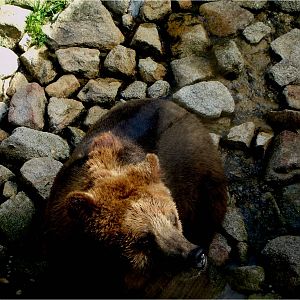 European Brown Bear at Zoo da Maia, 27/04/08