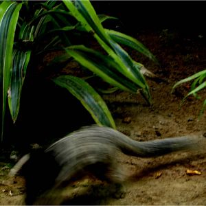 Moving Common Marmoset at Zoo da Maia, 27/04/08