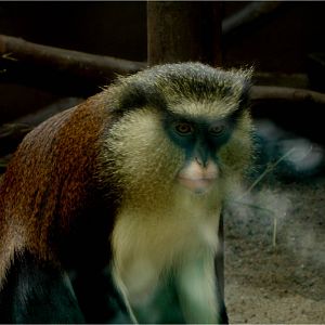 Common Mona Monkey at Zoo da Maia, 27/04/08