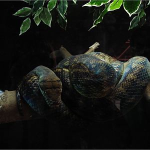 Cuban Tree Boa at Zoo da Maia, 27/04/08