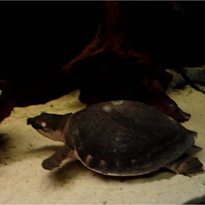 Pig-Nosed Turtle at Zoo da Maia, 27/04/08