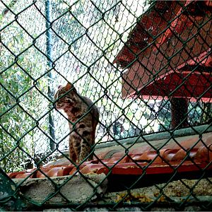 Indochinese Leopard Cat at Zoo da Maia, 27/04/08