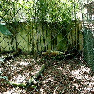 Northern Lynx at Zoo da Maia, 27/04/08