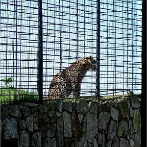 Leopard at Zoo da Maia, 27/04/08