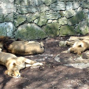 African Lions at Zoo da Maia, 27/04/08